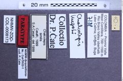 Etiketten zu Chalcolepis similis (NHMW-ZOO-COL-0008173)
